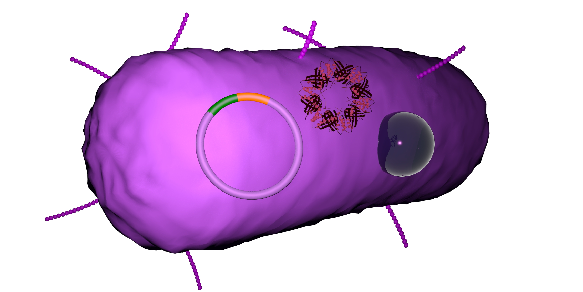 Bacteria-plasmid-spot_sp1-jpg